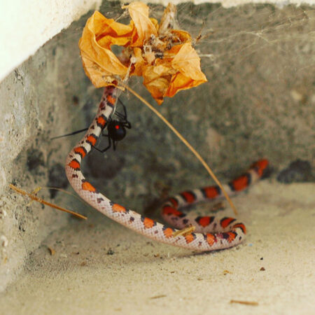 a black widow spider caught a scarlet snake in a web