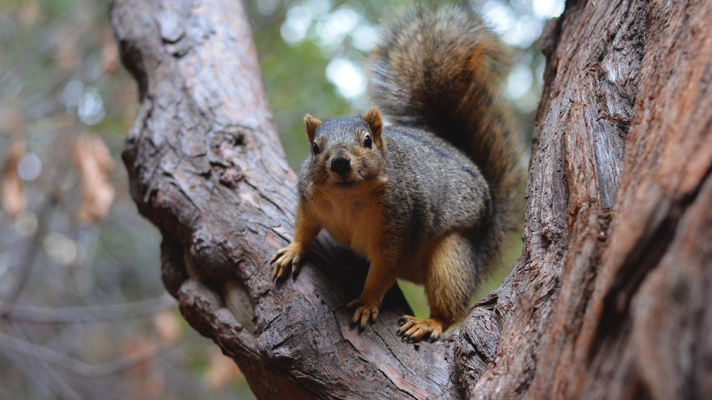 Squirrels use parkour tricks to leap from branch to branch | Science News for Students