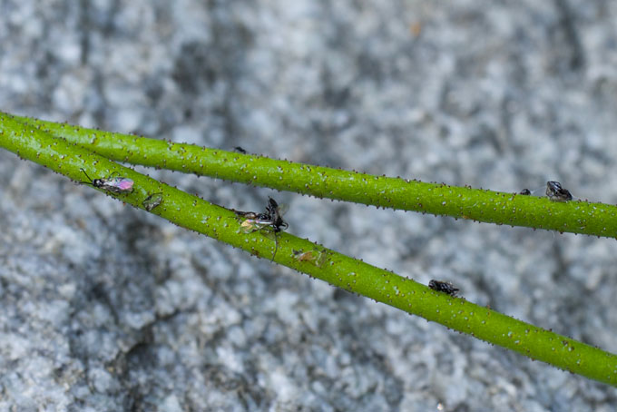 bugs stuck to stems of Triantha occidentalis wildflowers