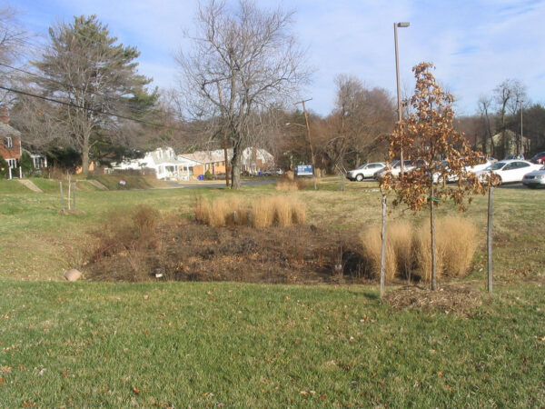 an urban rain garden in the wintertime