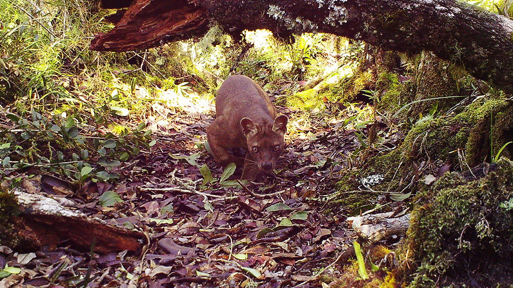 a Fosa walking under a log