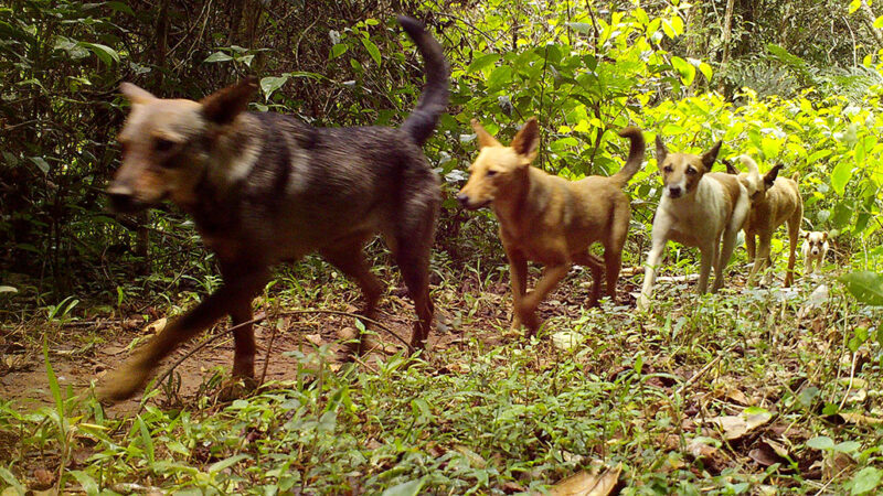 a photo of at least 5 dogs walking in single file past a camera trap 