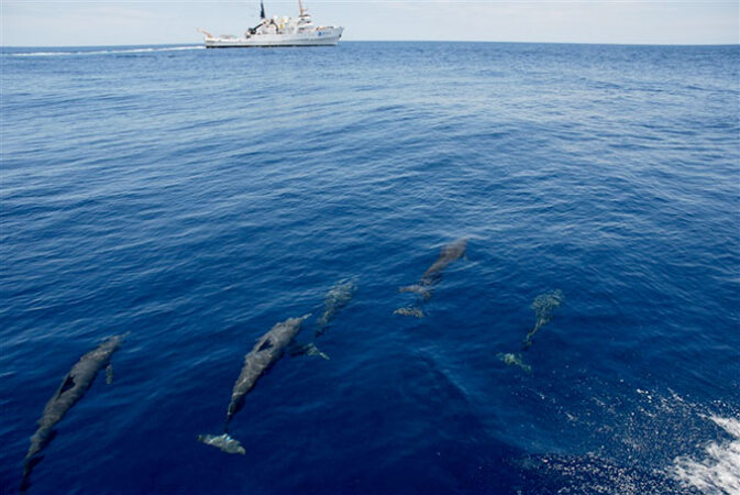 a photo of a pod of dolphins at the bottom of the picture swimming towards a research vessel in the top left corner