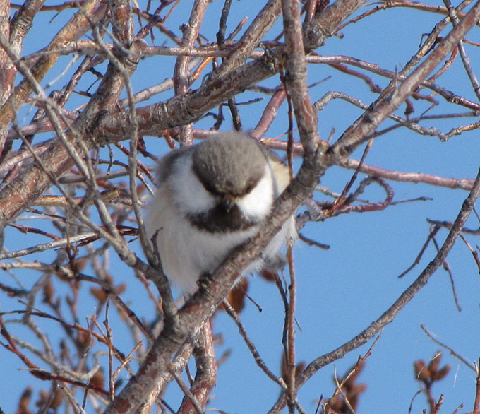 Gray-headed chickadee