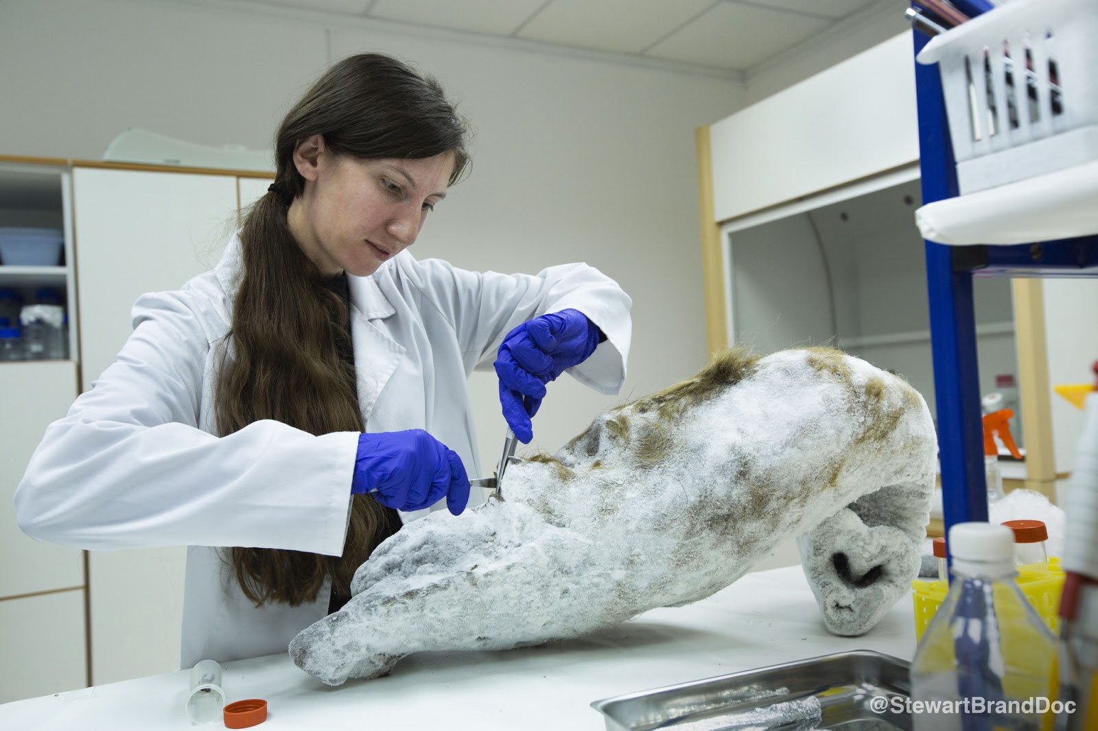 Eriona Hysolli collects tissue samples from mammoth remains
