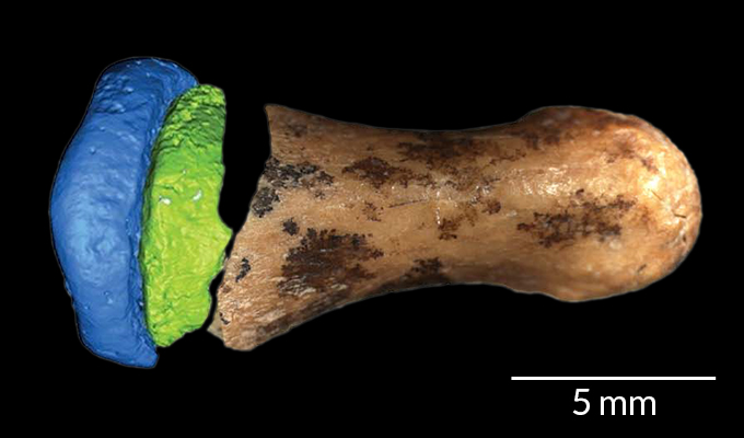 Denisovan Finger Bone