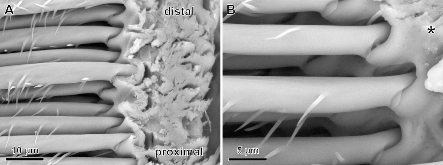 scanning electron microscope image of the tiny hairs at the end of a spider's leg