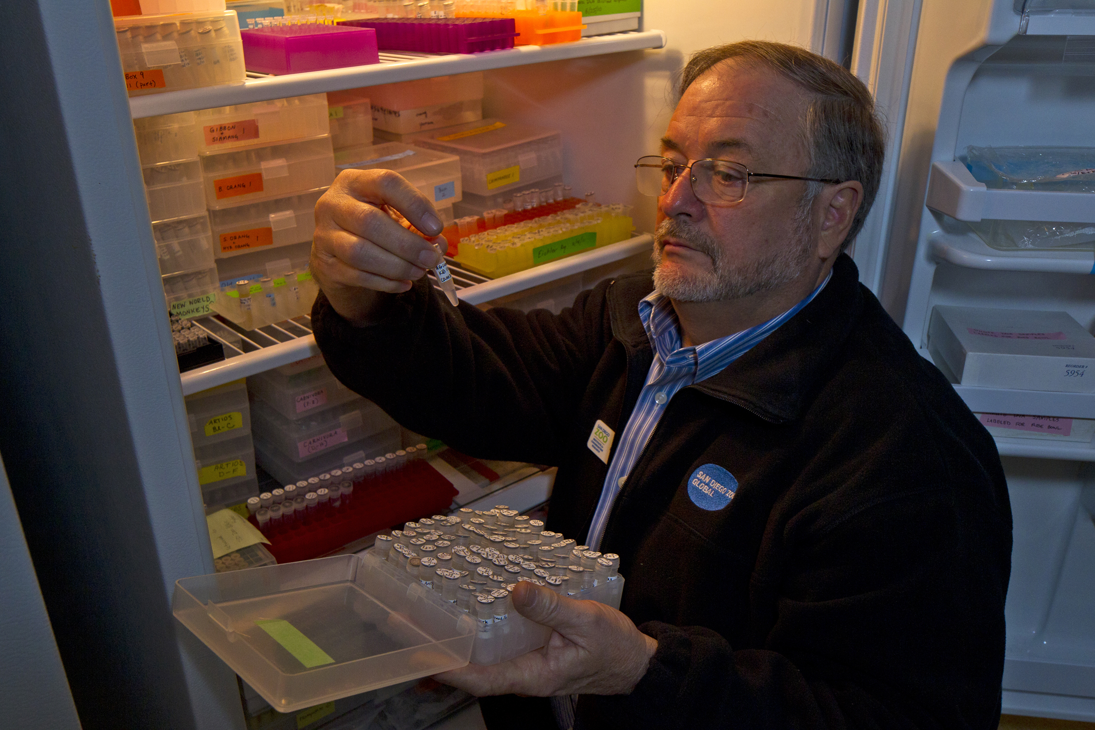 Genetics researcher Oliver Ryder holds up a test tube sample of animal cells