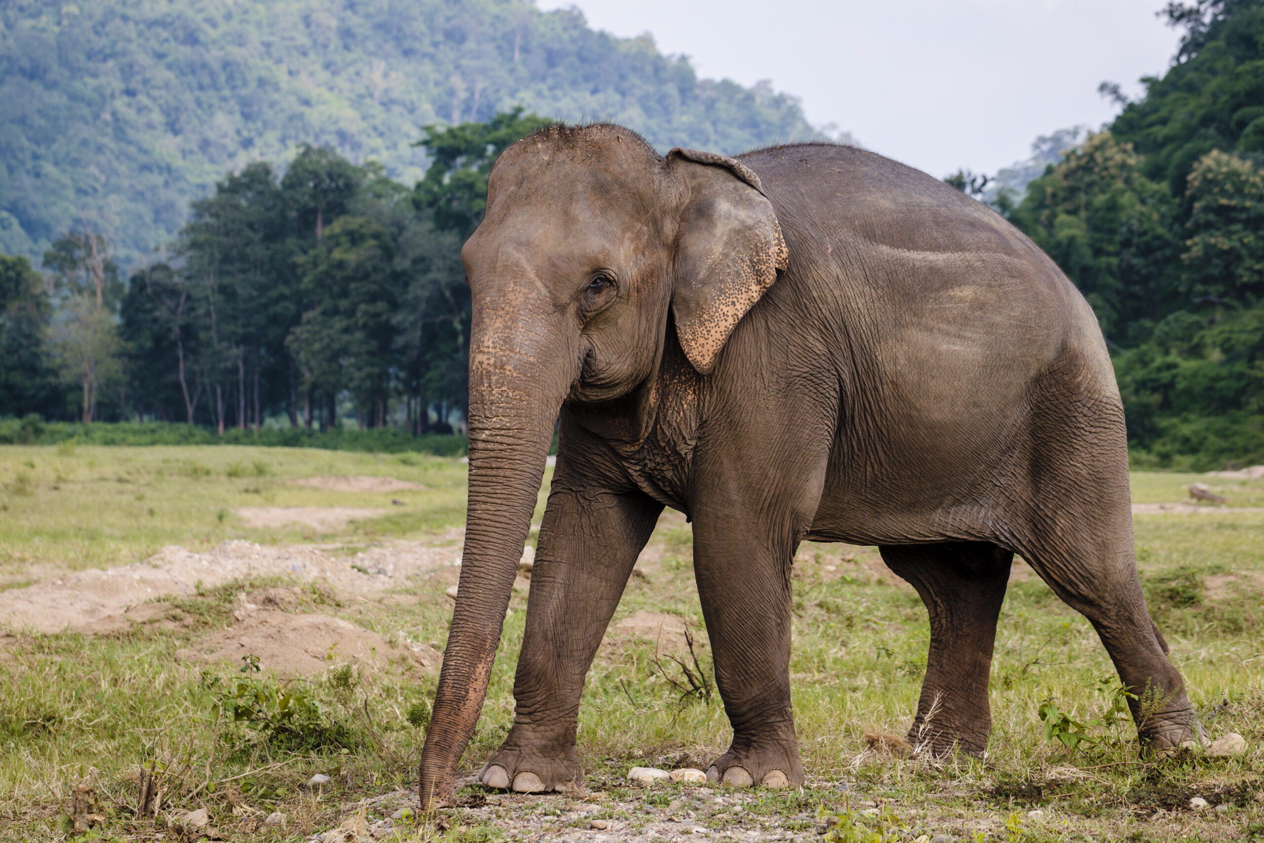 an Asian elephant walking