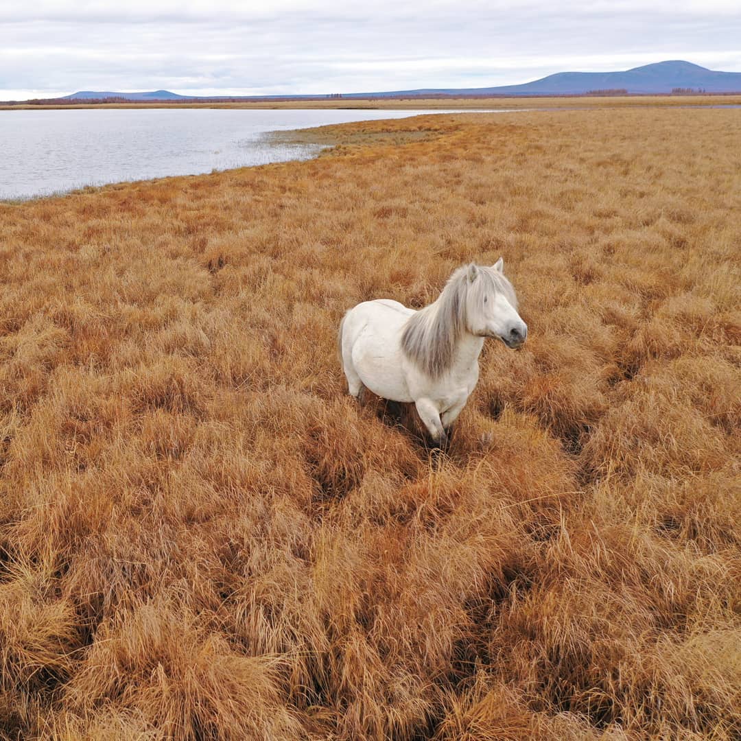 A horse stands among grass in Siberia