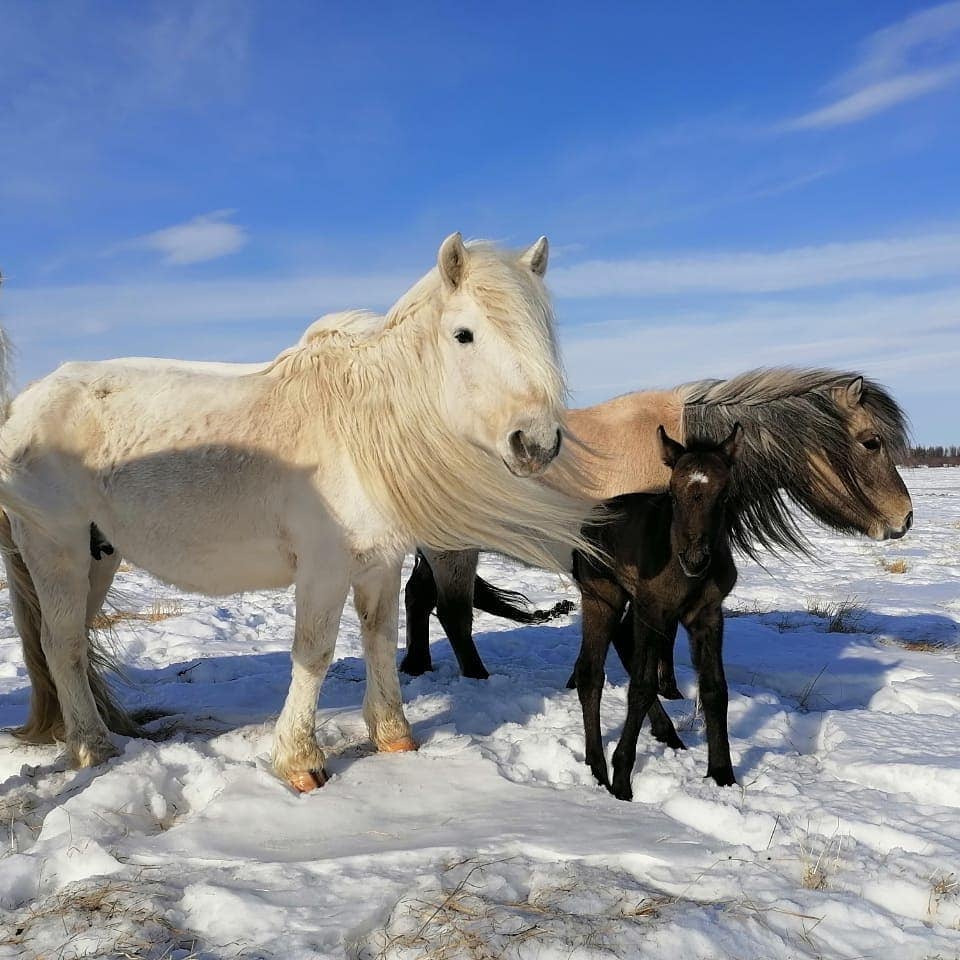 Yakutian horses in Pleistocene Park