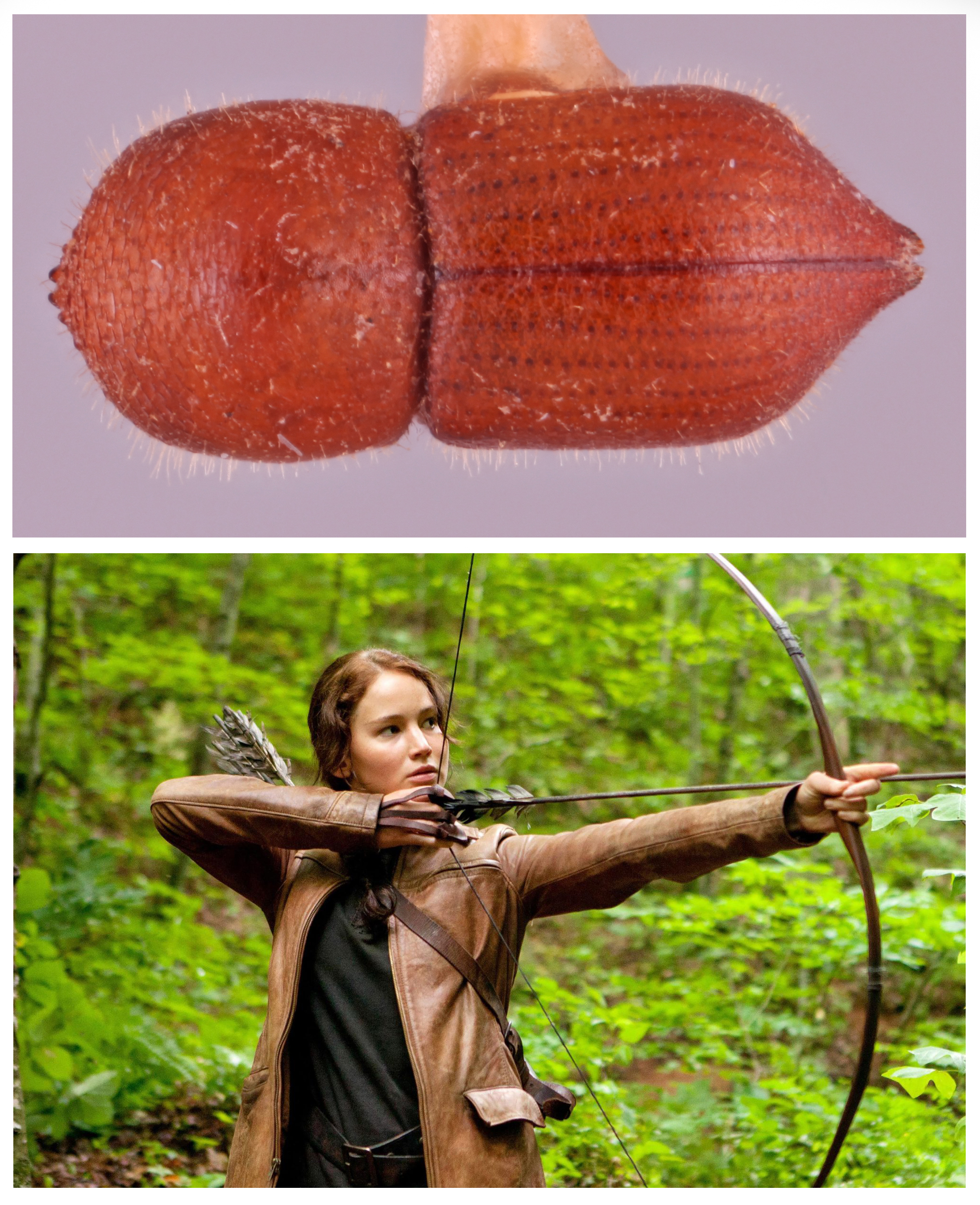 top panel shows the beetle Coptoborus katniss, named after Hunger games character Katniss Everdeen, shown in bottom panel