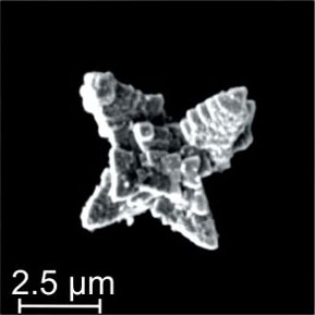 microscope image of a tiny star-shaped microbot