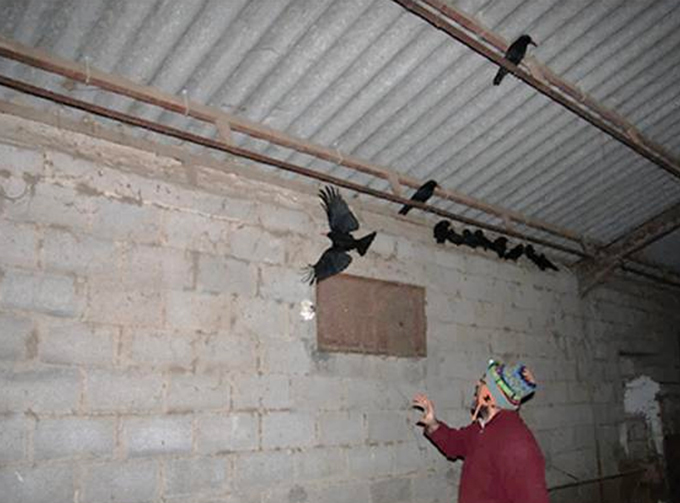 a person inside a building attempting to catch a bird