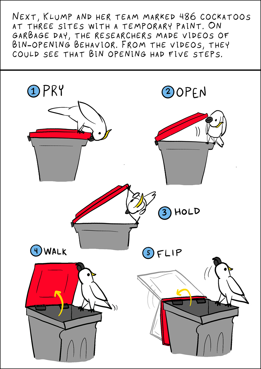Text: Next, Klump and her team marked 486 cockatoos at three sites with a temporary paint. On garbage day, the researchers made videos of bin-opening behavior. From the videos, they could see that bin opening had five steps. Image: A cockatoo opening a trashcan in 5 steps. 1. Pry. 2. Open. 3. Hold. 4. Walk. 5. Flip.