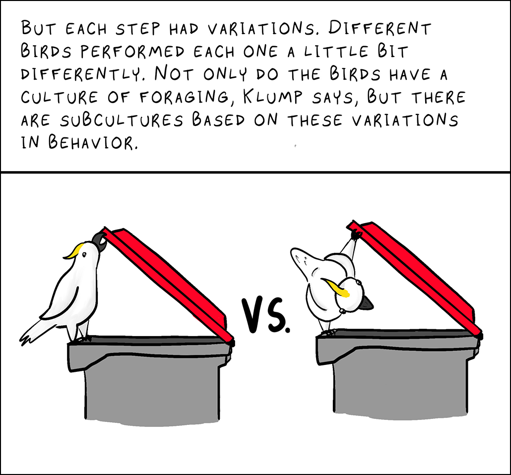 Text: But each step had variations. Different birds performed each one a little bit differently. Not only do the birds have a culture of foraging, Klump says, but there are subcultures based on these variations in behavior. Image: a cockatoo opening a trashcan two different ways. One uses its beak to grasp the lid, the other uses a foot.