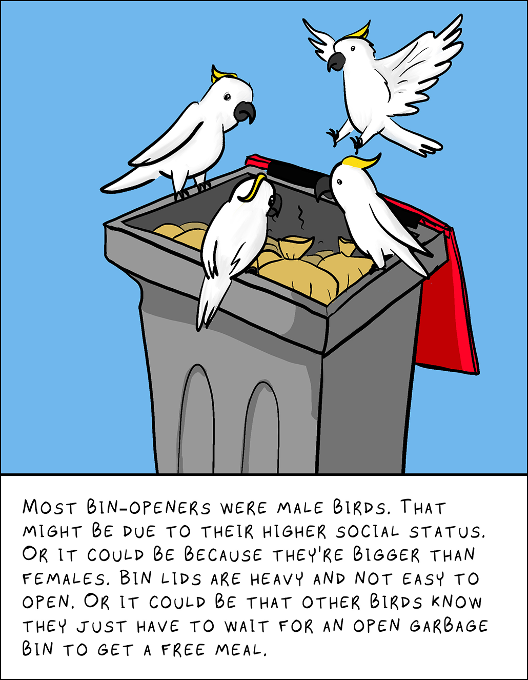 Image: Four cockatoos look into a trash bin. Text: Most bin-openers were male birds. That might be due to their higher social status. Or it could be because they’re bigger than females. Bin lids are heavy and not easy to open. Or it could be that other birds know they just have to wait for an open garbage bin to get a free meal.