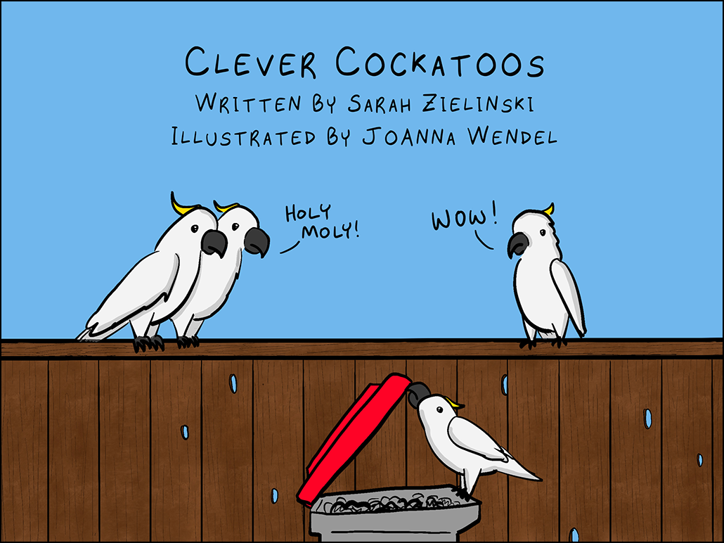 itle panel for comic. Text reads "Clever Cockatoos" Written by Sarah Zielinski, Illustrated by JoAnna Wendel. Image: 3 cockatoos on a fence watch another cockatoo open a trashcan. Cockatoos: "Holy moly! Wow!"