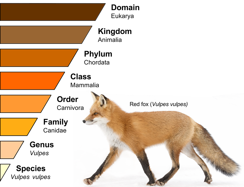 a illustration of a rank-based naming system (Domain, Kingdom, Phylum, Class, Order, Family, Genus, Species). A red fox (vulpes vulpes) is to the right of the illustration