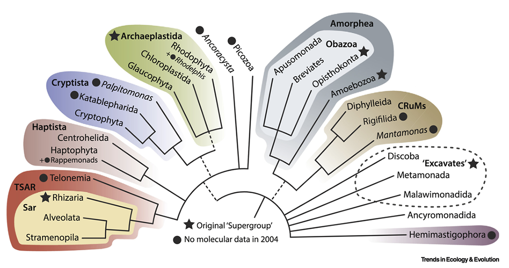 how researchers have divided the eukaryotic tree of life into supergroups