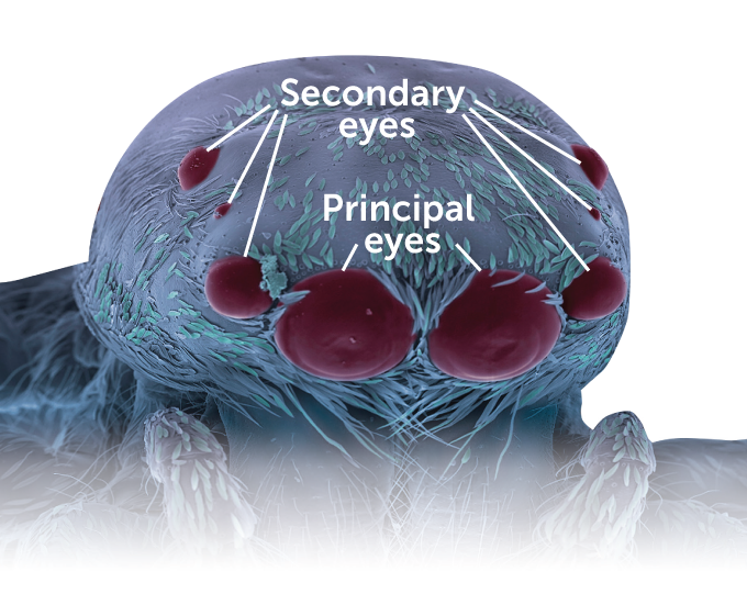 diagram showing the principal eyes and the secondary eyes