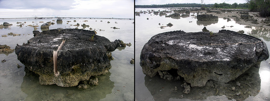 a composite of two photos of dead corals sitting above water