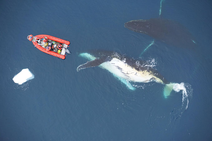 aerial image of a red research boat approaching two humpback whales