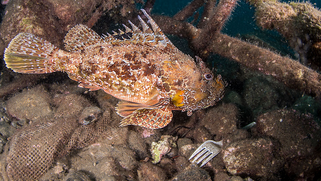 an underwater photo of a fish swimming above a rocky sea bottom next to a plastic fork in the rocks