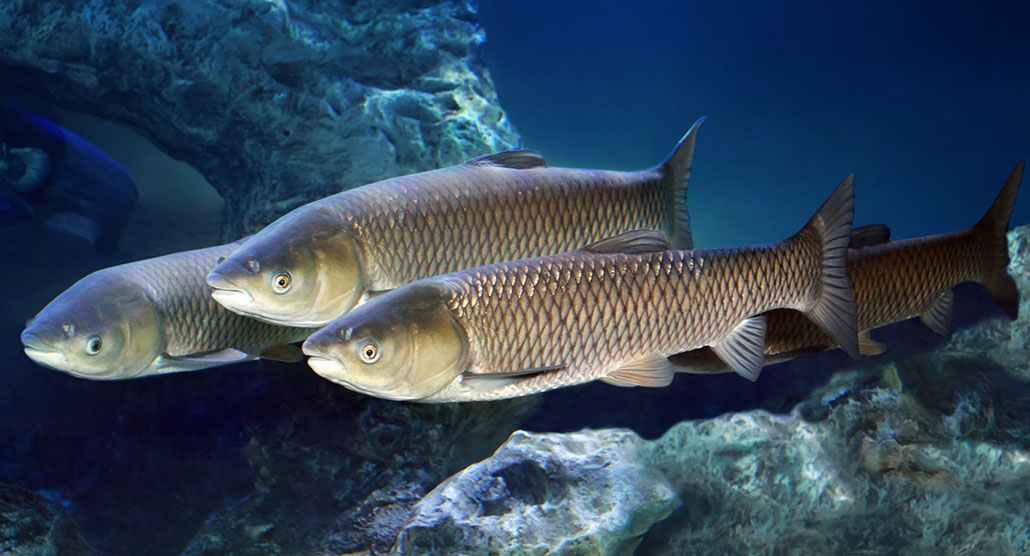 a photo of grass carp swimming