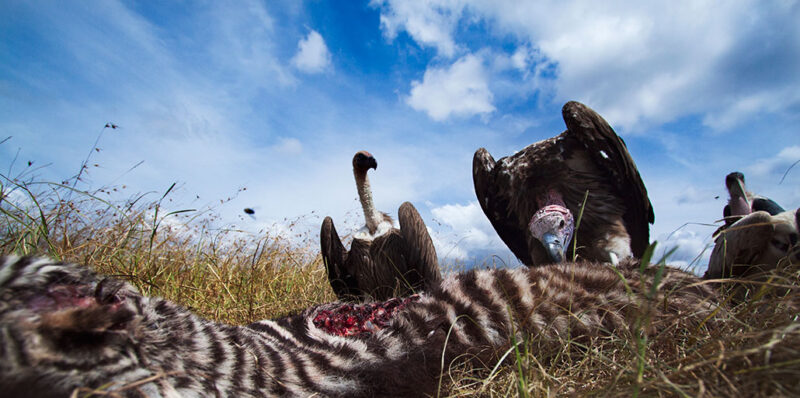 two different vultures and a stork eat carrion