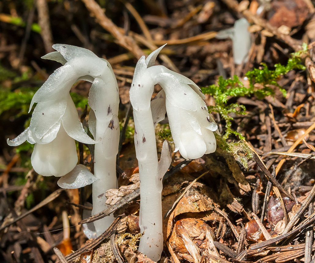 a photo of two white stems growing out of the soil, the top end is curved down like a pipe