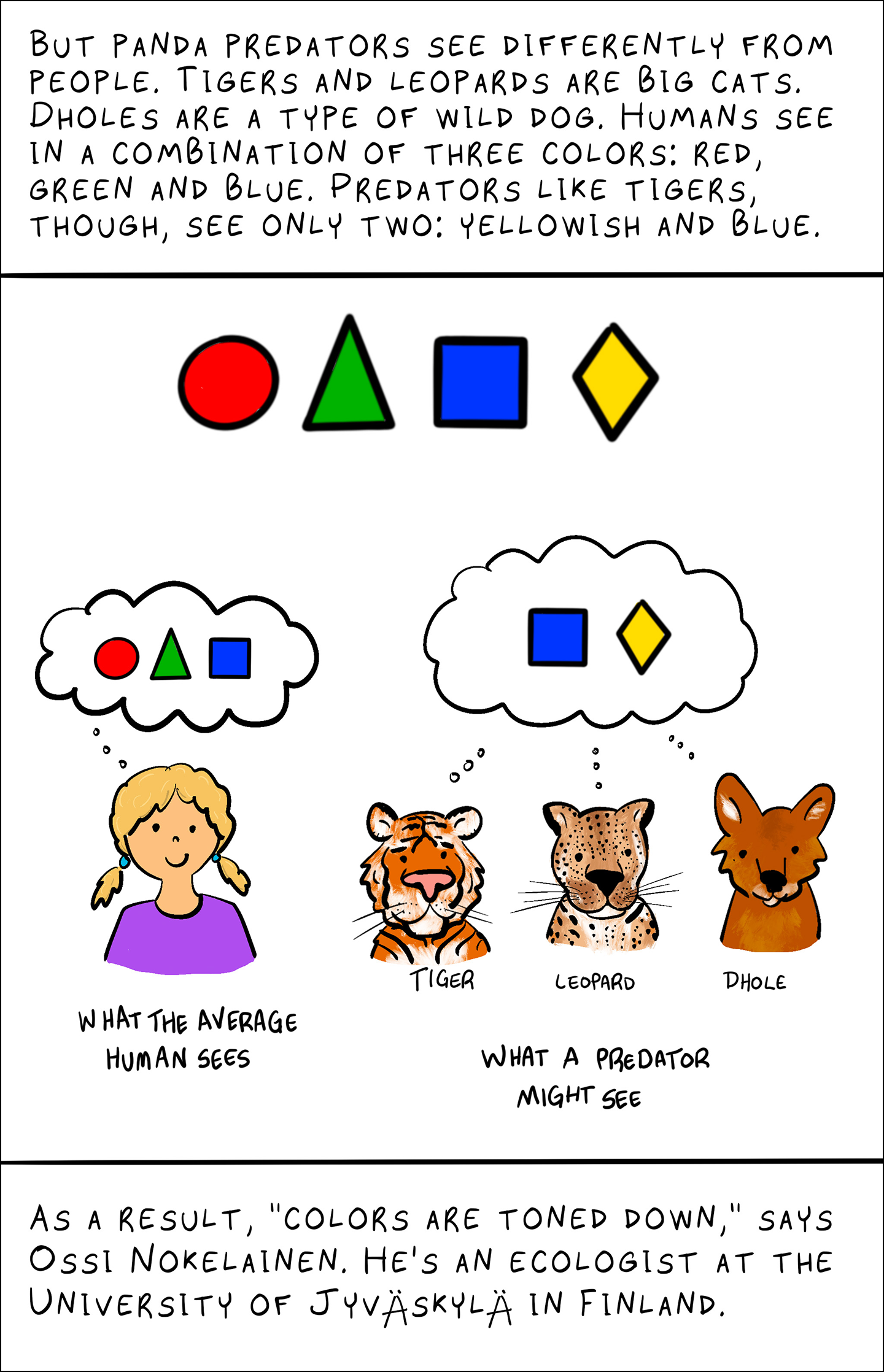 Text: But panda predators see differently from people. Tigers and leopards are big cats. Dholes are a type of wild dog. Humans see in a combination of three colors: red, green and blue. Predators like tigers, though, see only two: yellowish and blue. What the average human sees What a predator might see As a result, “colors are toned down,” says Ossi Nokelainen. He’s an ecologist at the University of Jyväskylä in Finland. Image: A red circle, green triangle, blue square and yellow diamon float above girl, a tigert, a leopard and a dhole. All are shown from shoulders up. The girl has a thought bubble above her head with the circle, triangle and square. Below her text reads "What the average human sees". The animals have a shared thought bubble above their heads containing a square and a diamond. Text below them reads "What a predator might see"