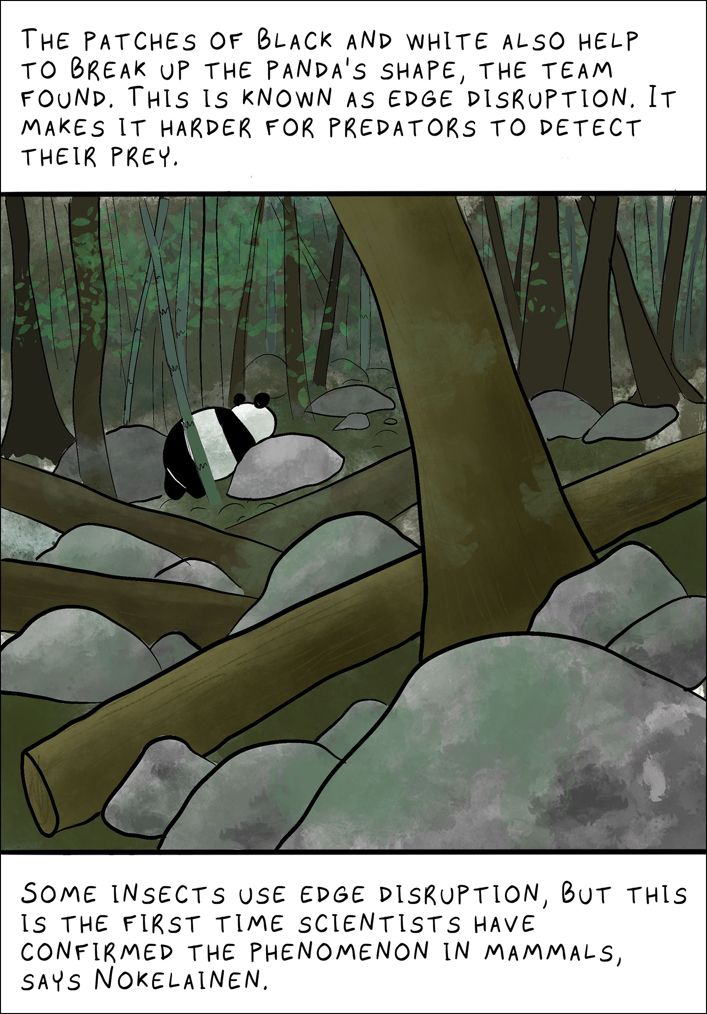 Text: The patches of black and white also help to break up the panda’s shape, the team found. This is known as edge disruption. It makes it harder for predators to detect their prey.  Some insects use edge disruption, but this is the first time scientists have confirmed the phenomenon in mammals, says Nokelainen. Image: A panda several feet away. The panda is facing away from the viewer and napping with its head on a rock. 