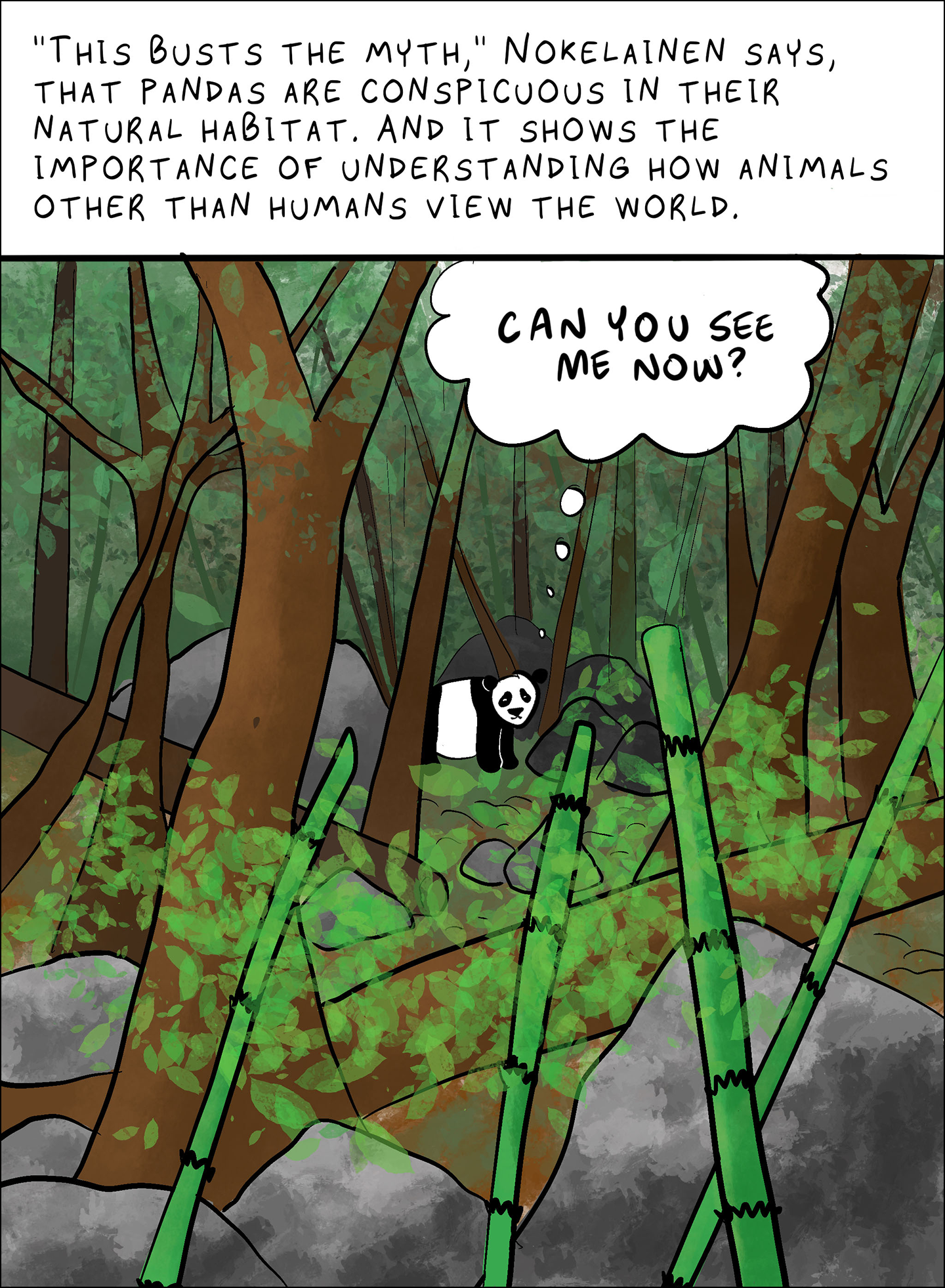 Text: “This busts the myth,” Nokelainen says, that pandas are conspicuous in their natural habitat. And it shows the importance of understanding how animals other than humans view the world. Image: A drawing of a panda in the rear of the picture behind trees, rocks and bamboo. Panda's thought bubble: Can you see me now?