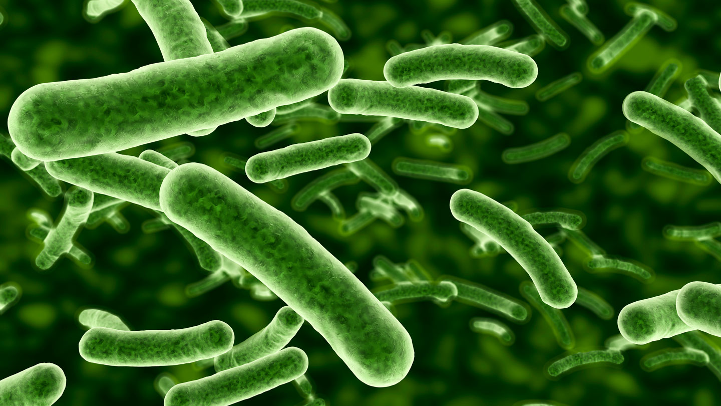 Genes point to how some bacteria can gobble up electricity | Science News  for Students