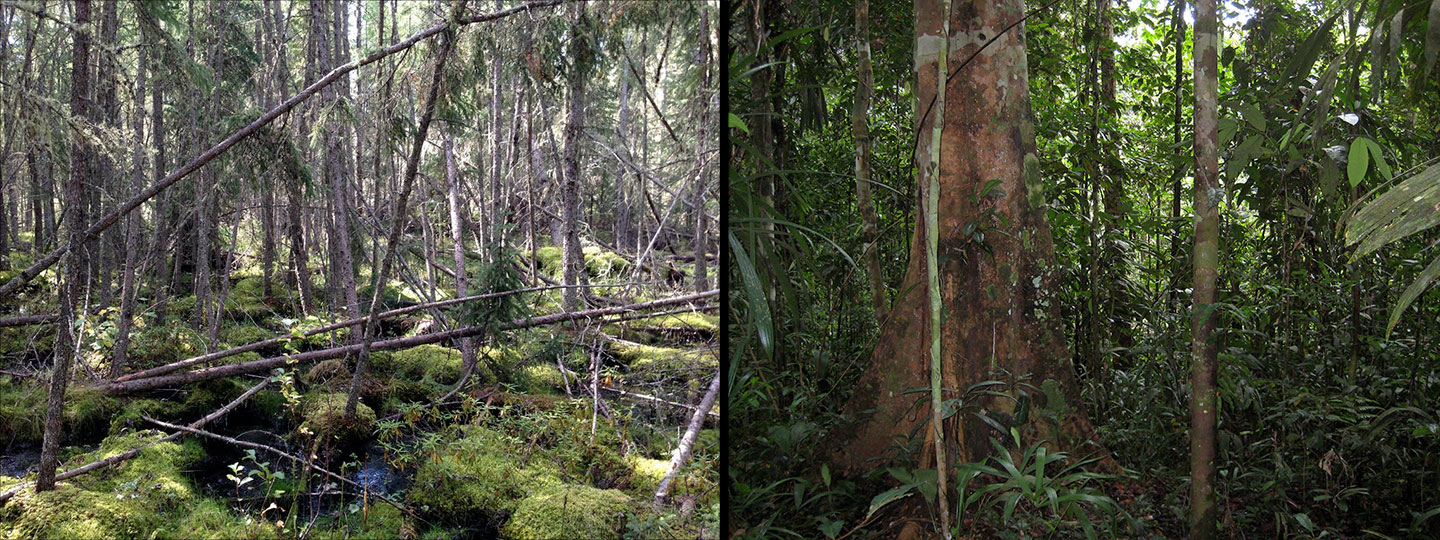 a composite image showing a pine forest on the left and a tropical forest on the right