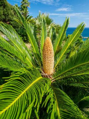 a photo of a bright green palm plant