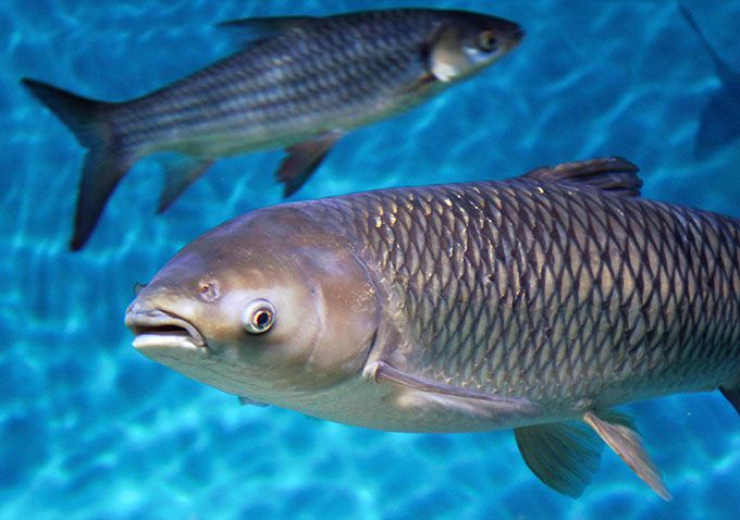 a photo of two bighead carp swimming