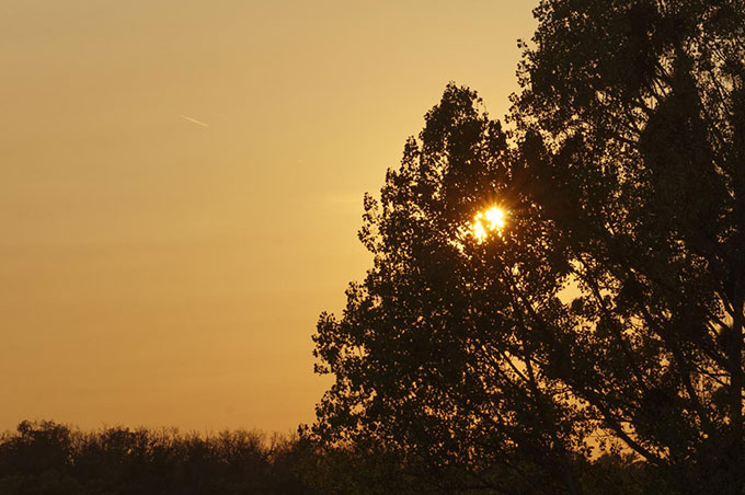 a photo of a milky orange sky behind a tree