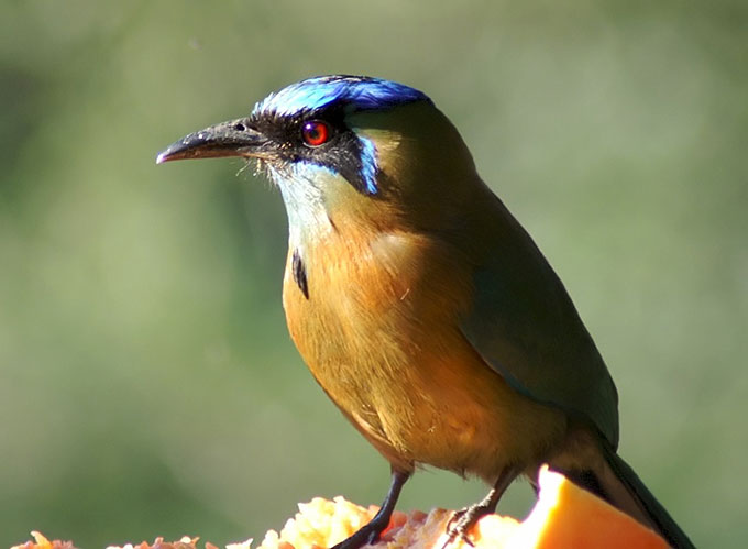 a photo of an Amazonian motmot, a yellow bellied bird with blue feathers near the face