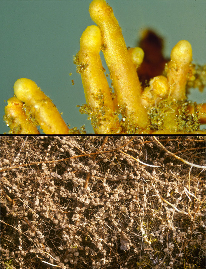 a composite image showing fuzzy yellow projections and plant roots