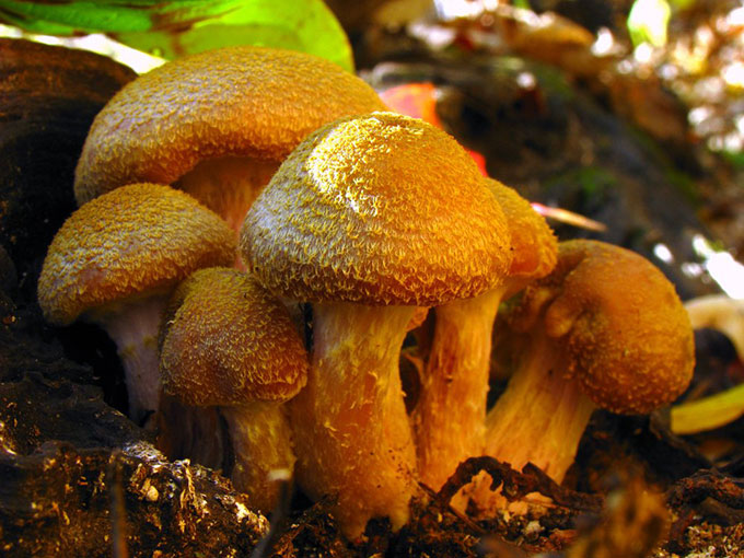 a photo of a cluster of orange mushrooms