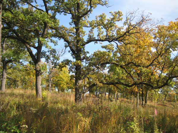 in an oak savanna, oak trees grow among tall grasses under a blue sky 