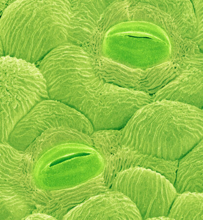 a microscopic image showing stomata in a plant leaf