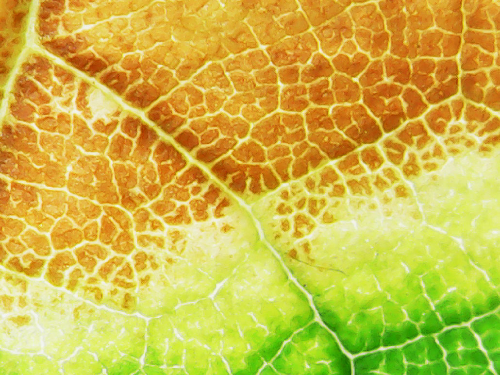 a close-up photo of a scorched leaf