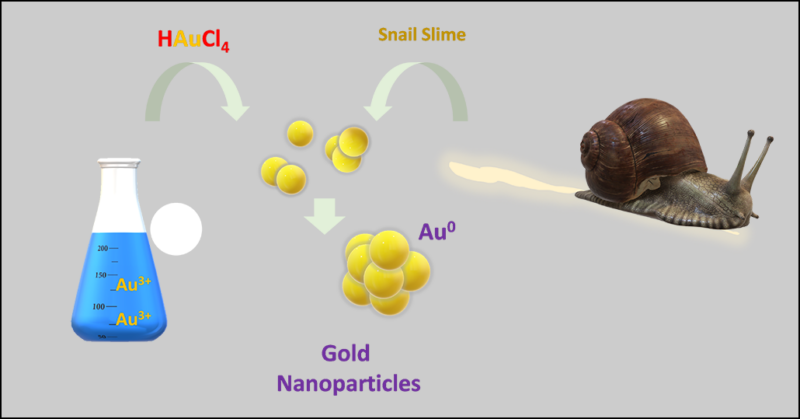 diagram showing how gold atoms and snail slime make nanoparticles