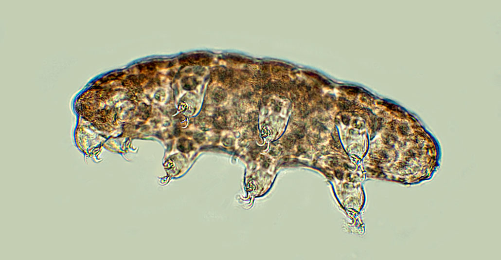 a tardigrade swimming in water