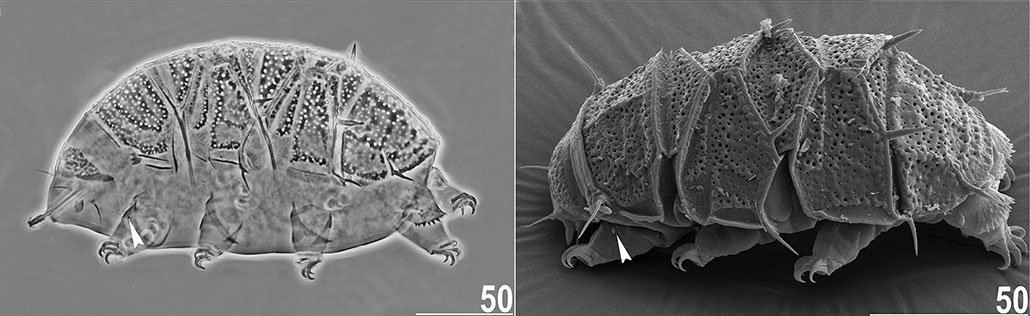 a scanning electron microscope image of an armored tardigrade with plates and little spikes