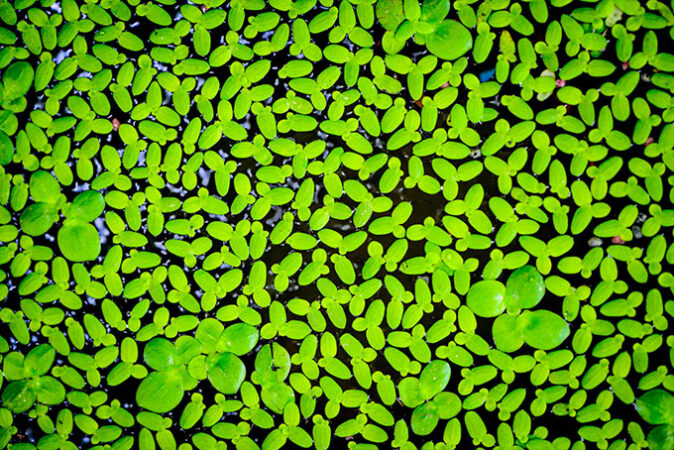 a photo of duckweed in a pond