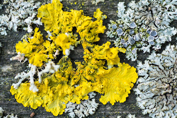 a photo of lichen growing on wood